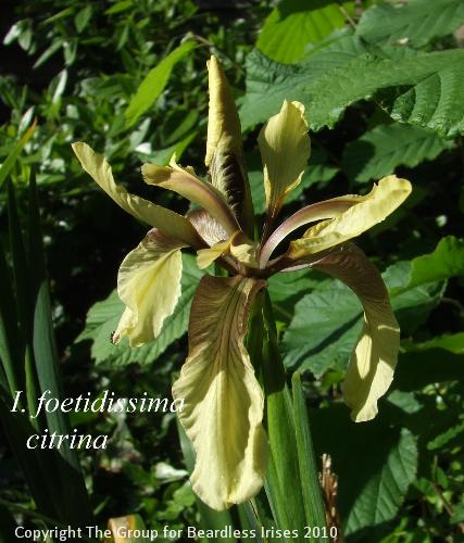 foetidissima citrina (2)